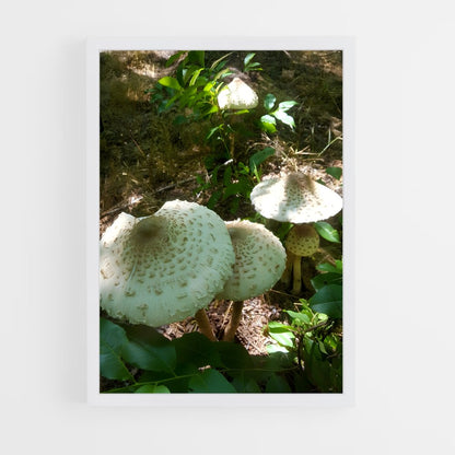 ap-parasol mushroom-3 cadre Blanc