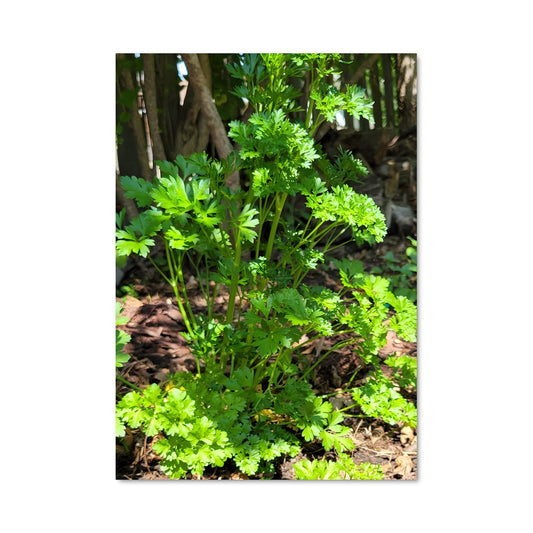 Poster Pesto Paradiso