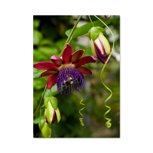 Poster Fleur de Passiflore