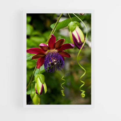 ap-passion flower-3 cadre Blanc