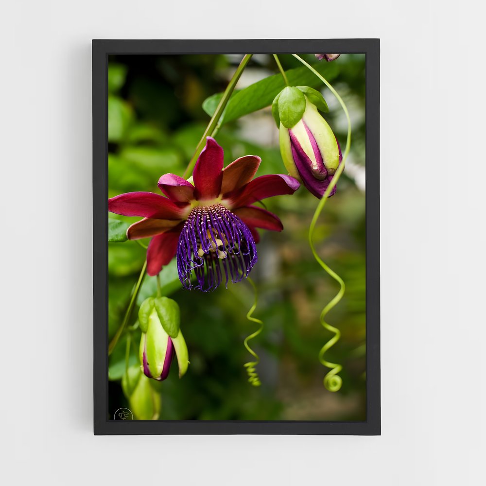 ap-passion flower-3 cadre Noir