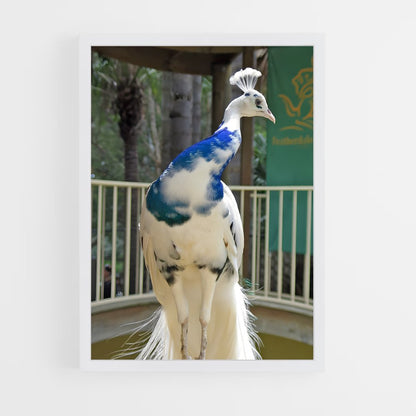 ap-peacock-1 cadre Blanc