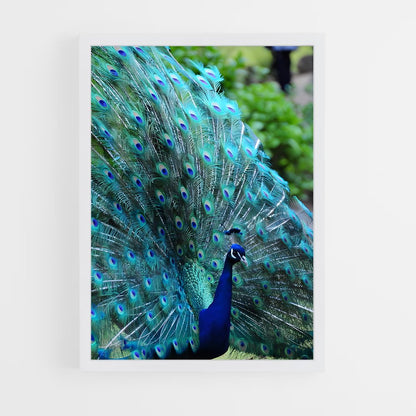 ap-peacock-3 cadre Blanc