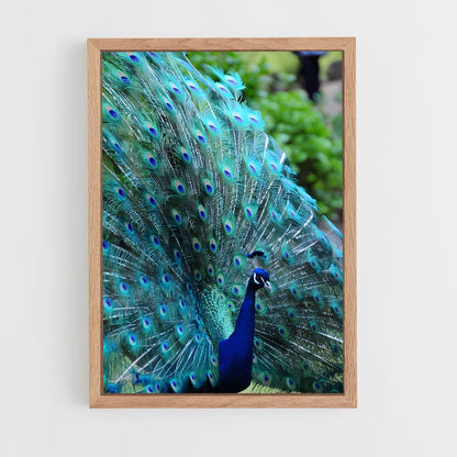 ap-peacock-3 cadre Bois clair