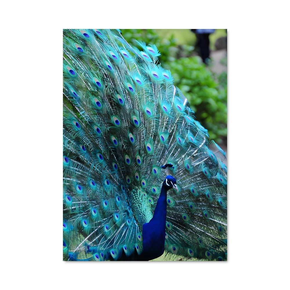 Poster Plume Mystique