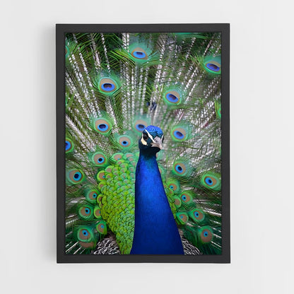 ap-peacock-7 cadre Noir