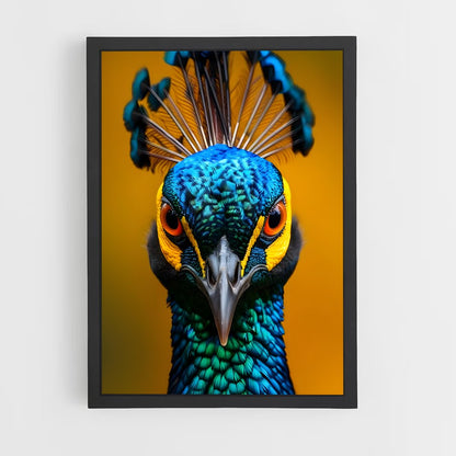 ap-peacock-8 cadre Noir