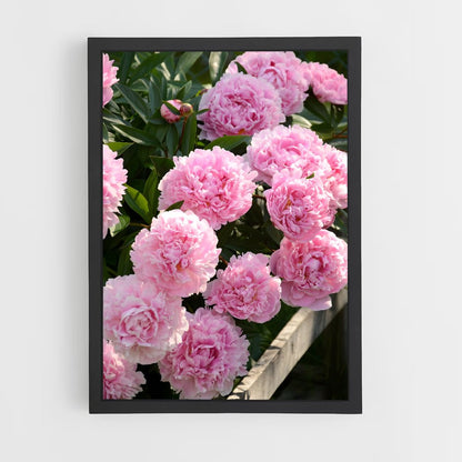 ap-peony-11 cadre Noir