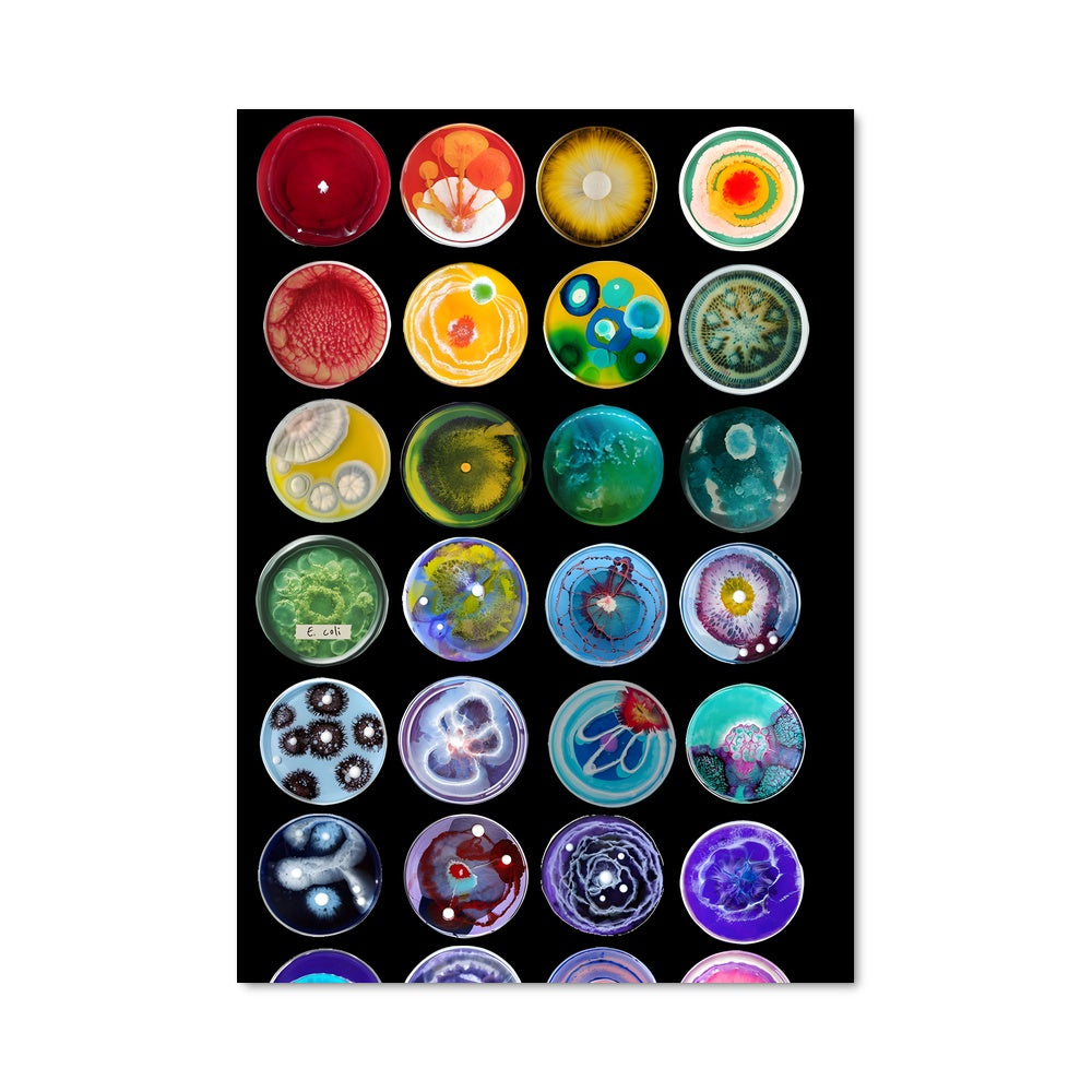 Poster Palette de Petri