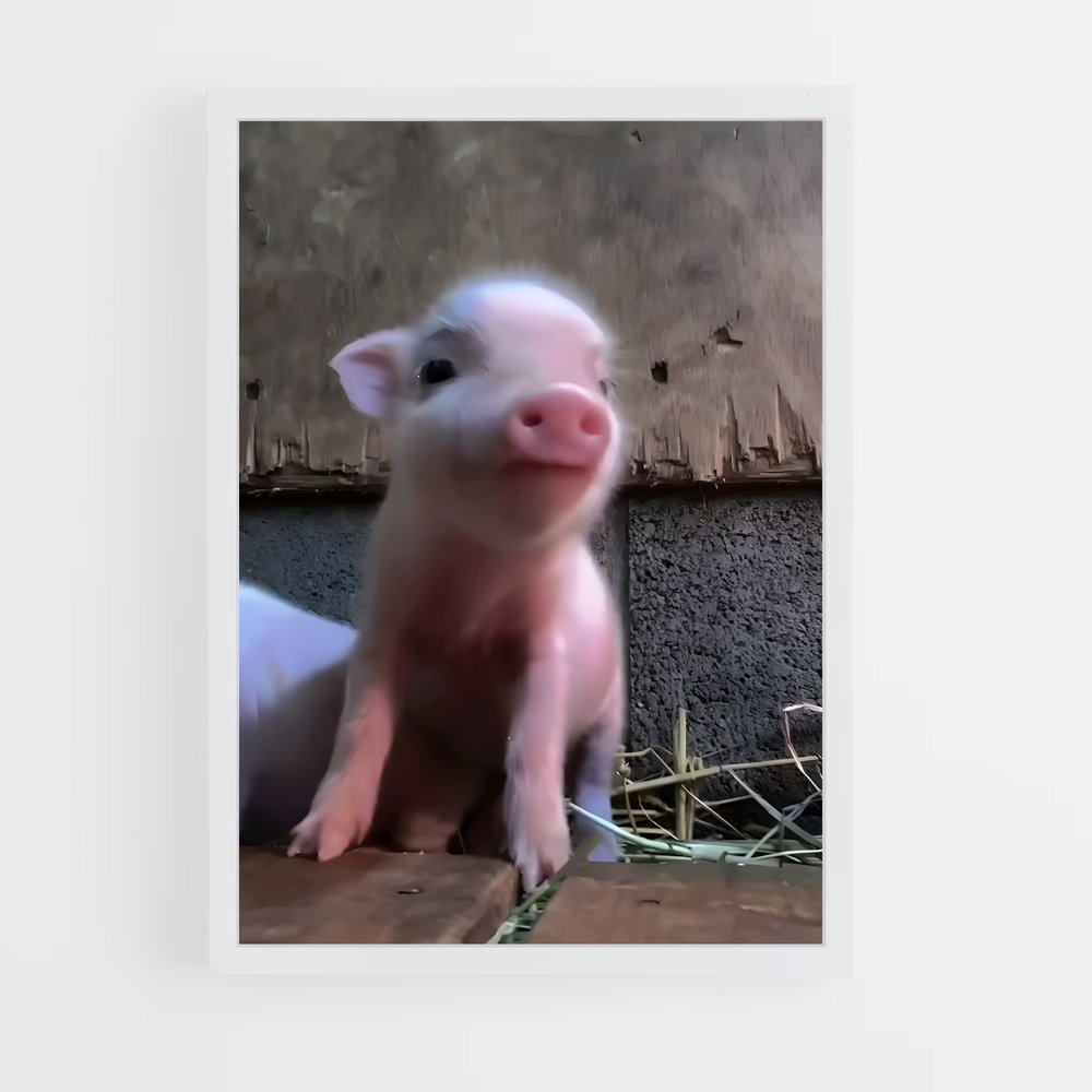 ap-pig-4 cadre Blanc