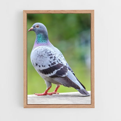 ap-pigeon-1 cadre Bois clair