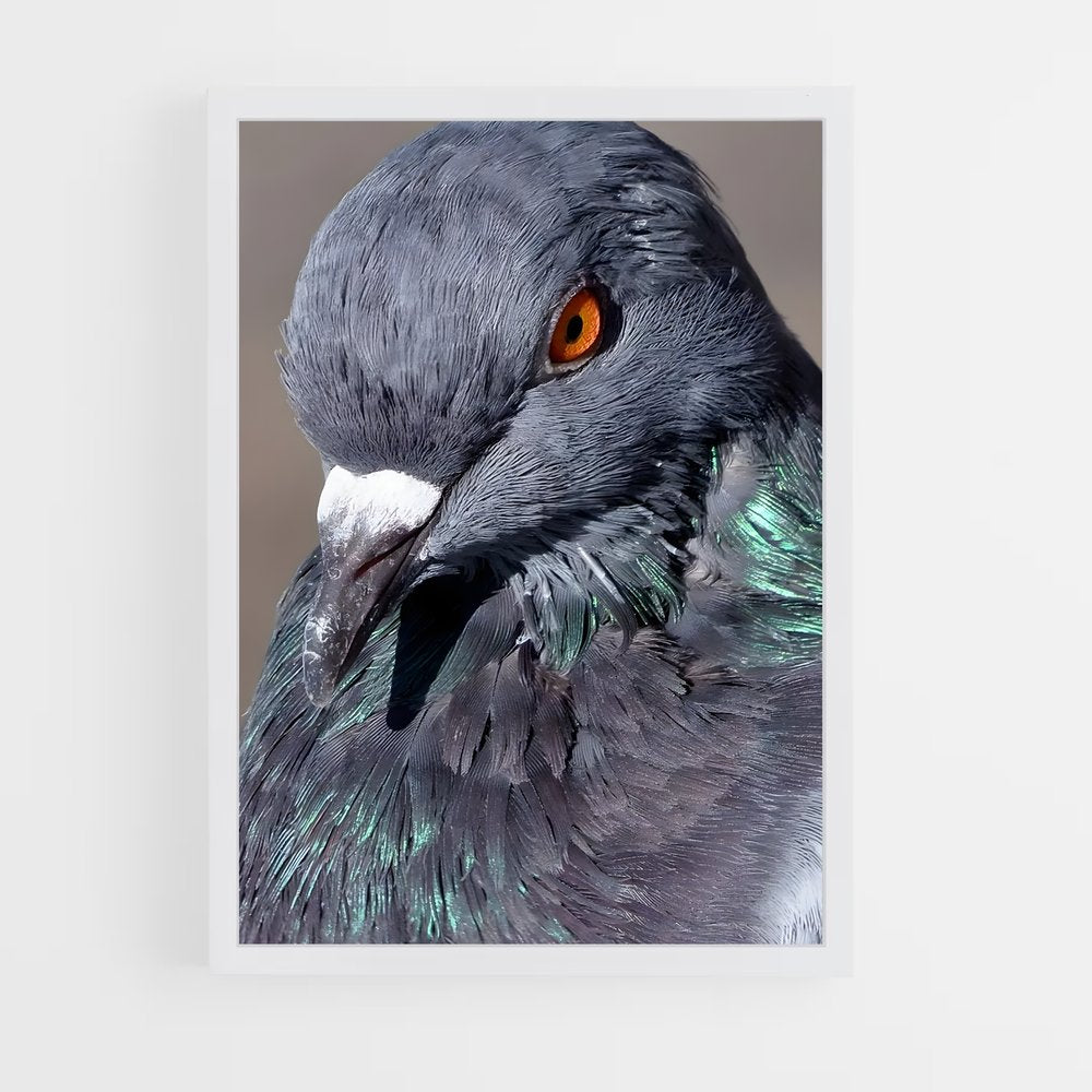 ap-pigeon-2 cadre Blanc