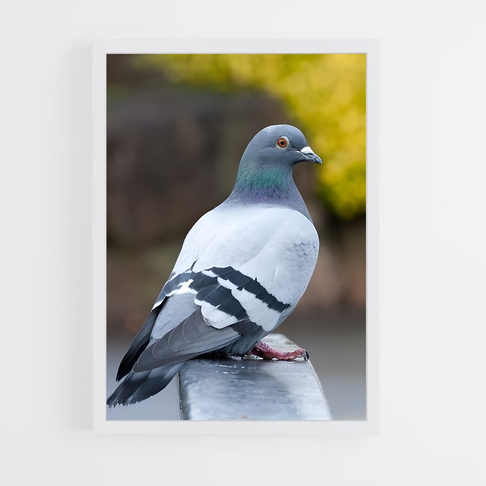 ap-pigeon-3 cadre Blanc
