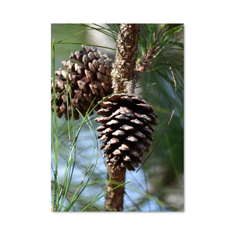 Poster Écorce et Cônes