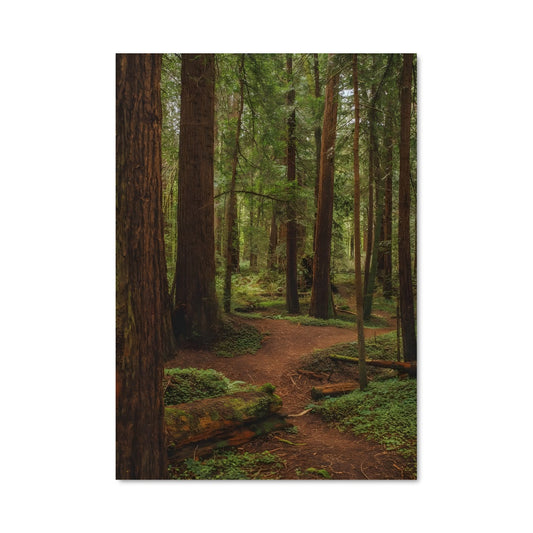 Poster Chemin des Séquoias