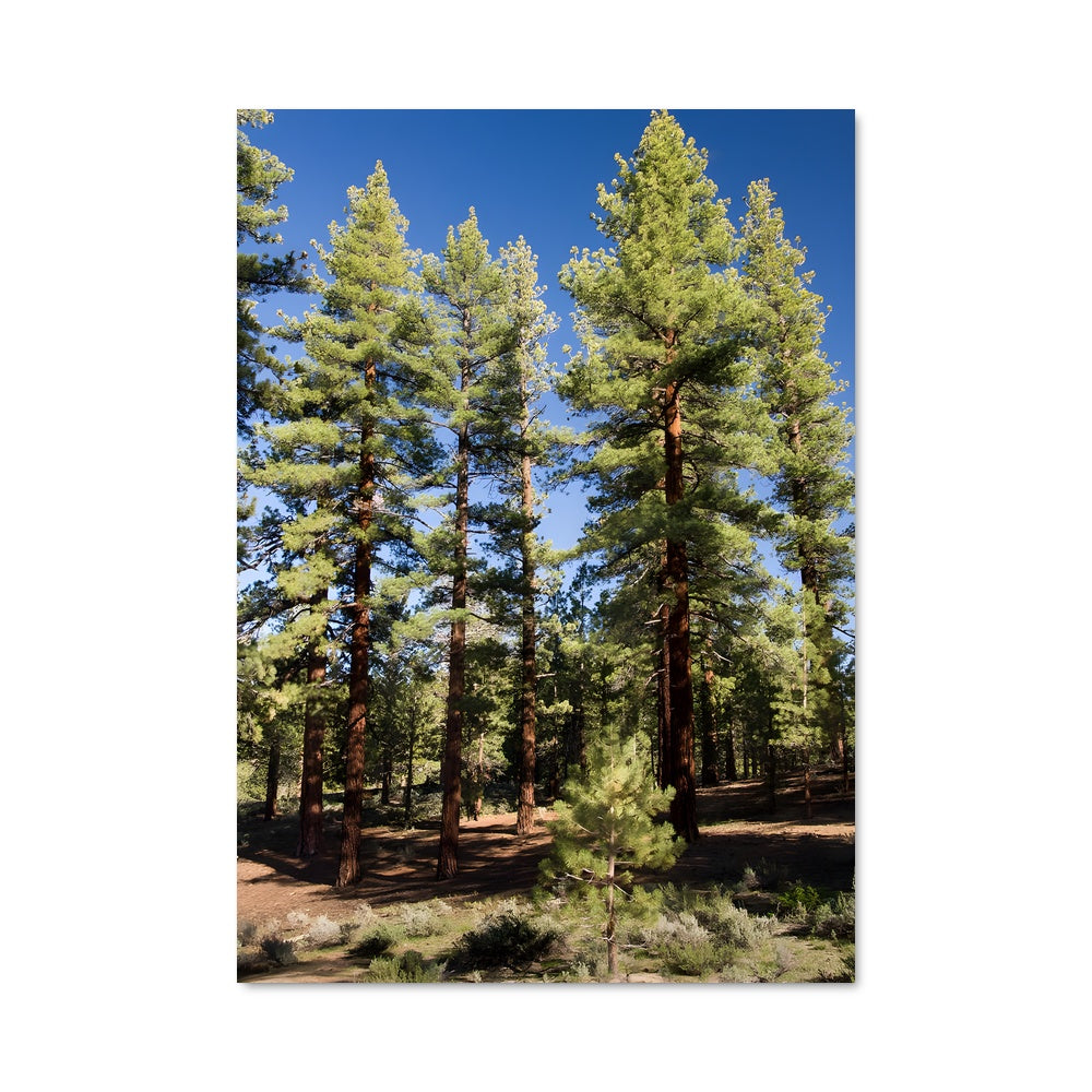 Poster Pine forest 94973