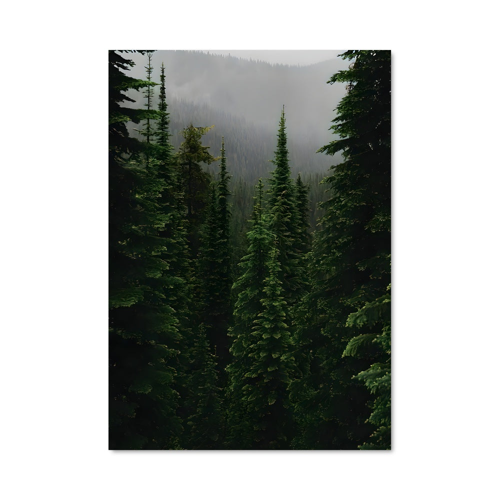 Poster Pine forest 94979