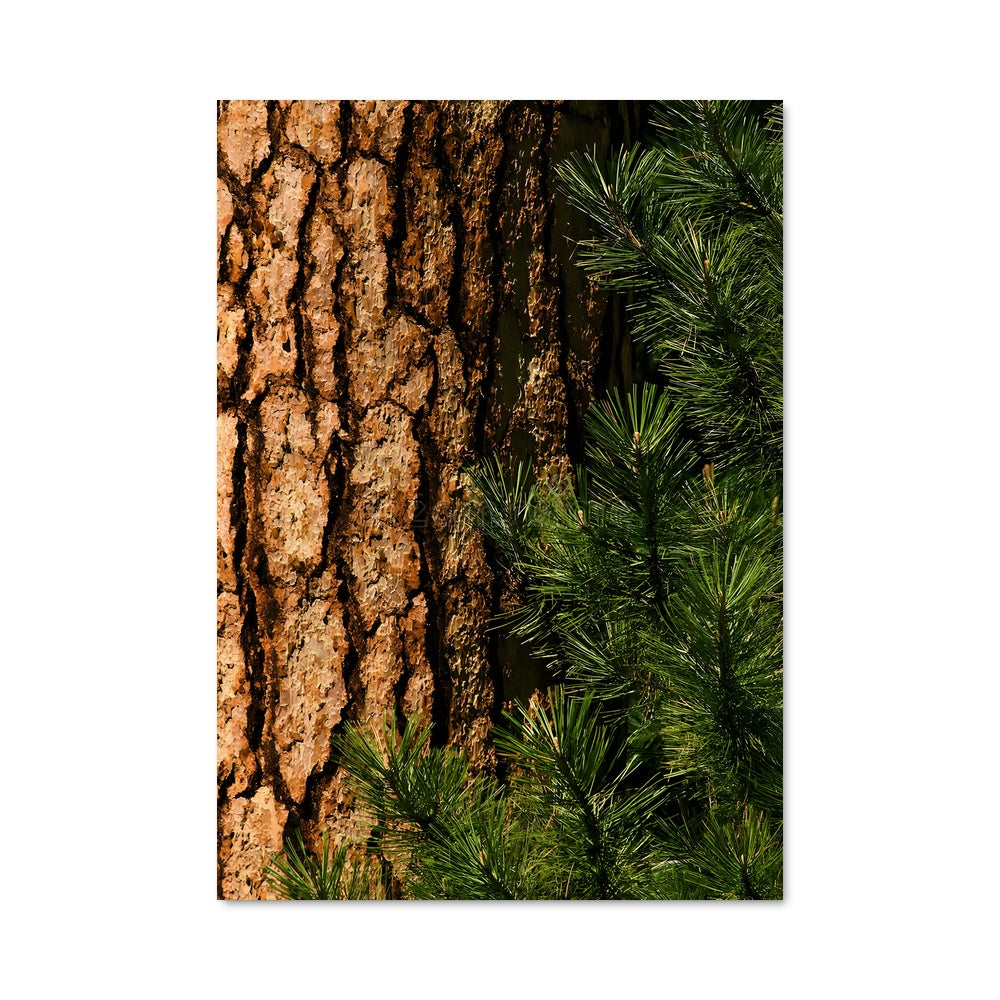 Poster Forêt Éternelle