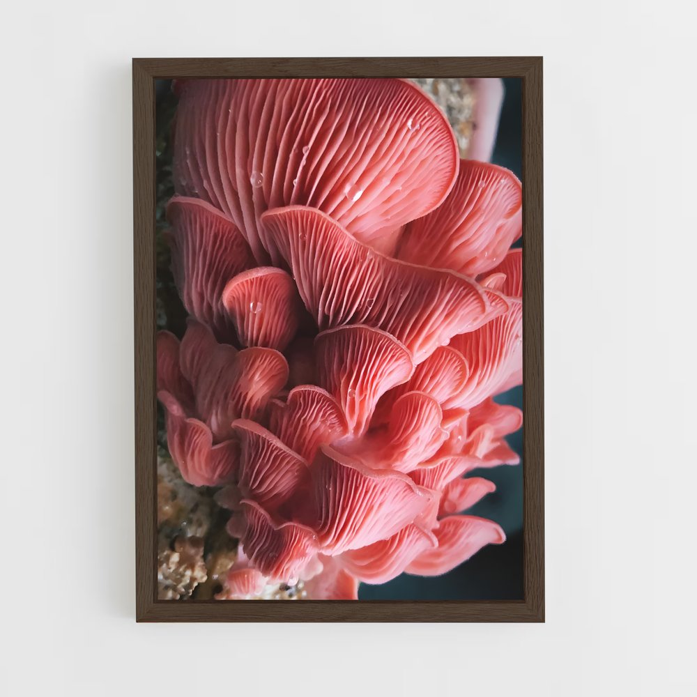 ap-pink oyster-3 cadre Bois foncé