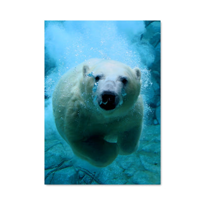 Poster Nageur Arctique