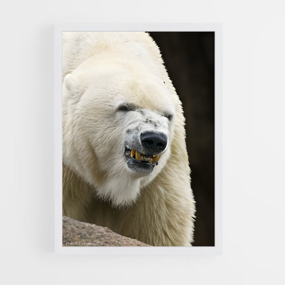ap-polar bear-12 cadre Blanc