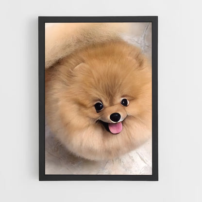 ap-pomeranian-3 cadre Noir
