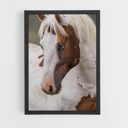 ap-pony-4 cadre Noir