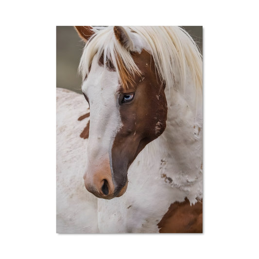 Poster Poney Étoilé