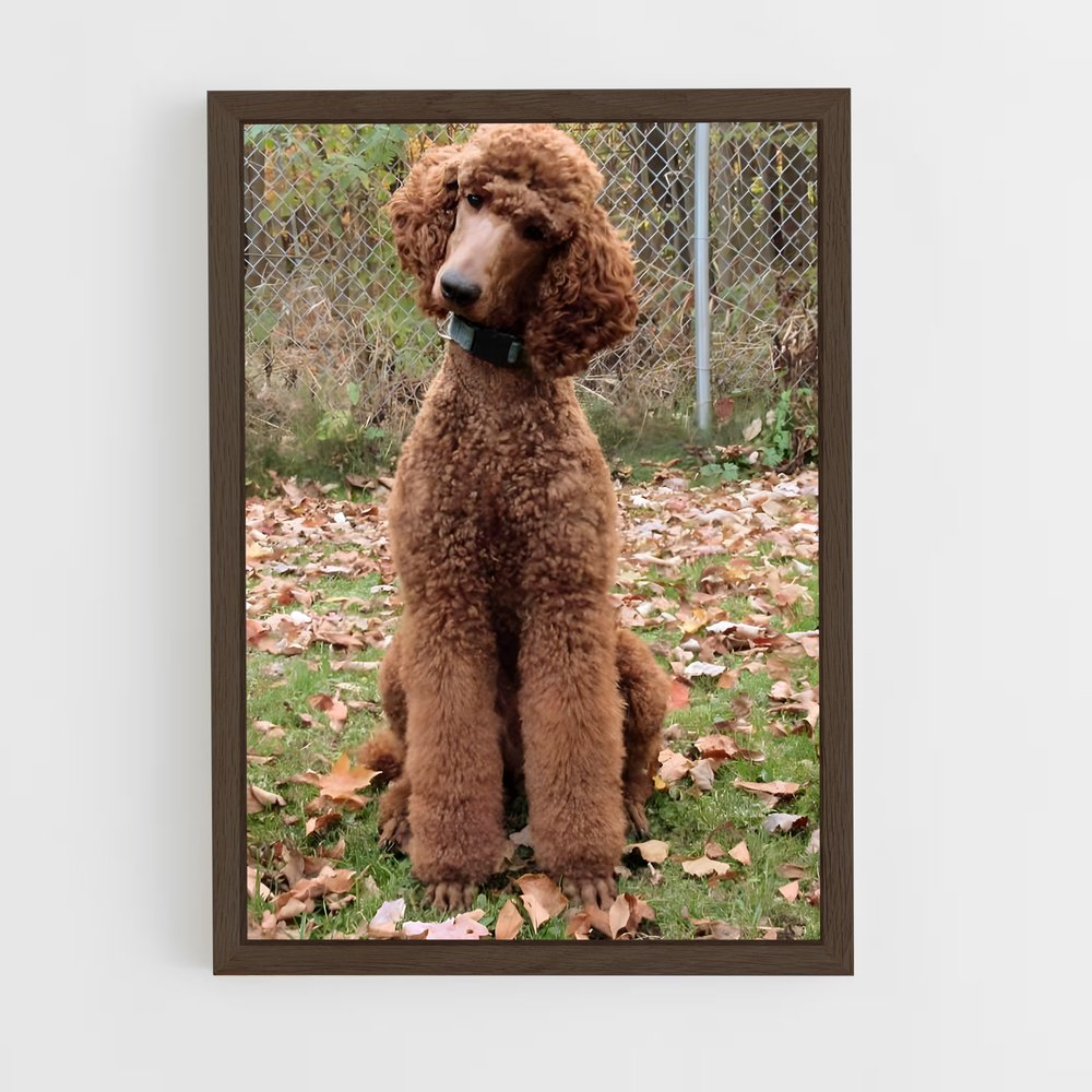 ap-poodle-1 cadre Bois foncé