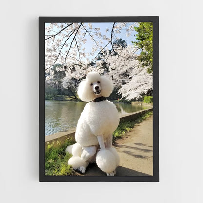 ap-poodle-2 cadre Noir