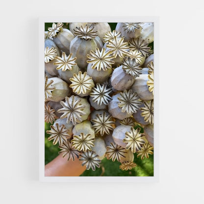 ap-poppy seeds-4 cadre Blanc