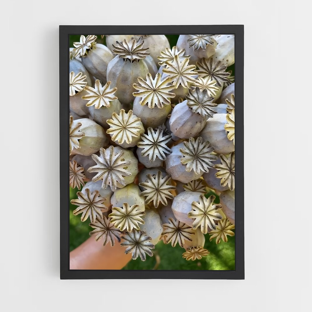 ap-poppy seeds-4 cadre Noir