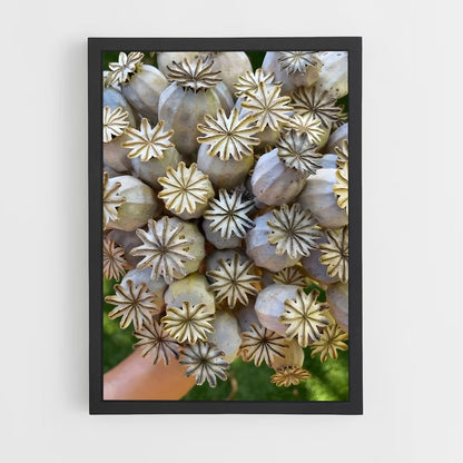 ap-poppy seeds-4 cadre Noir