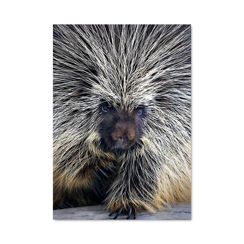 Poster Porc-épic Enchanté