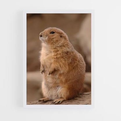 ap-prairie dog-1 cadre Blanc