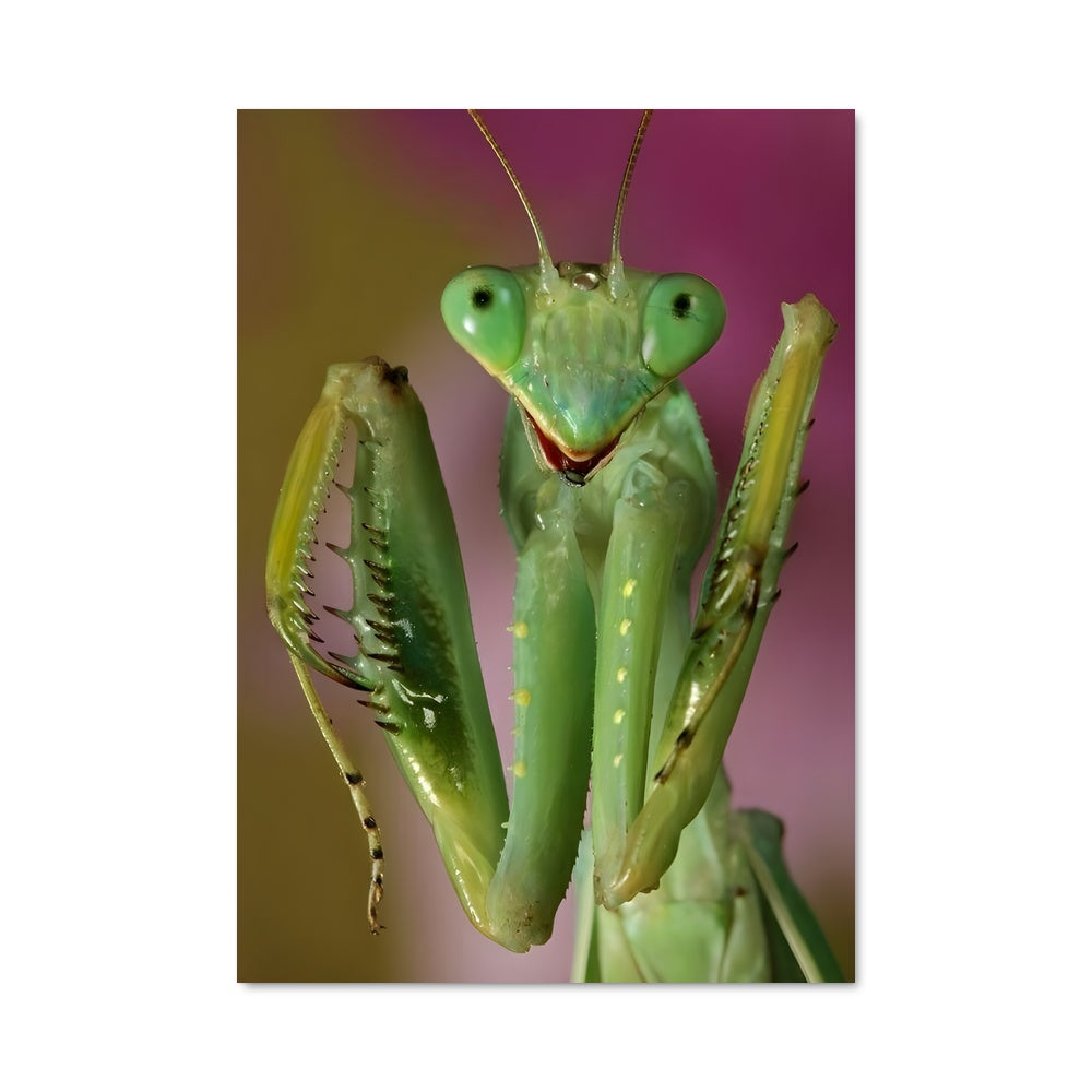 Poster Mante Mystique