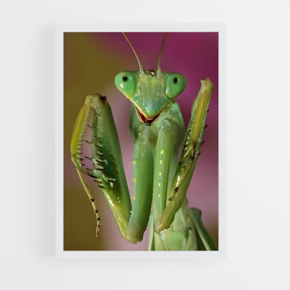 ap-praying mantis-2 cadre Blanc