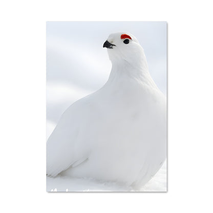 Poster Oiseau des Neiges