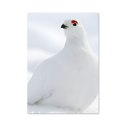 Poster Oiseau des Neiges