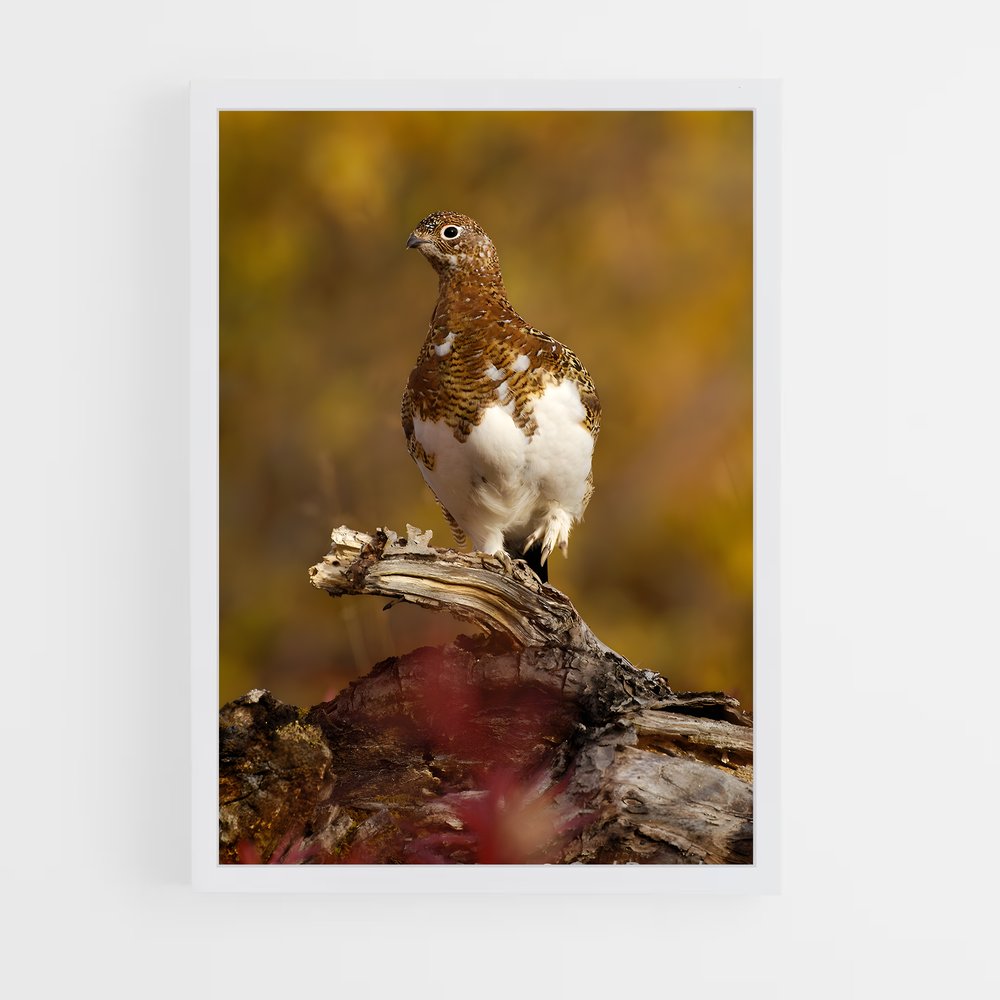 ap-ptarmigan-3 cadre Blanc