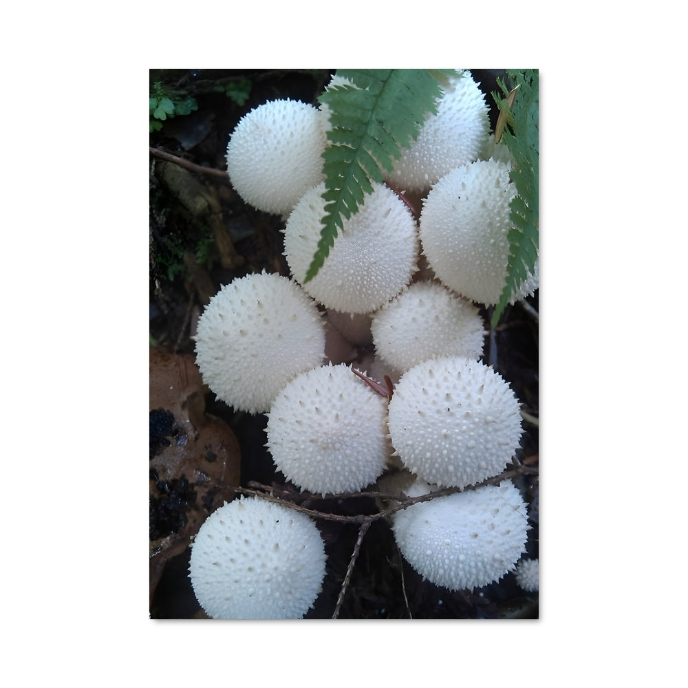 Poster Puffball 94283