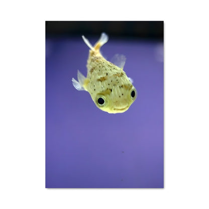 Poster Poisson Pompom