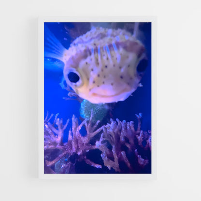 ap-pufferfish-3 cadre Blanc