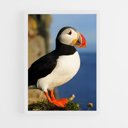 ap-puffin-3 cadre Blanc