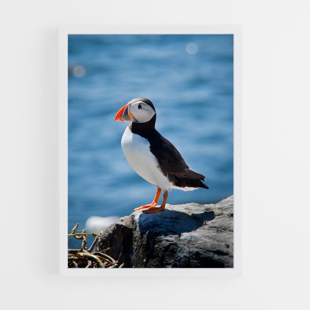 ap-puffin-7 cadre Blanc