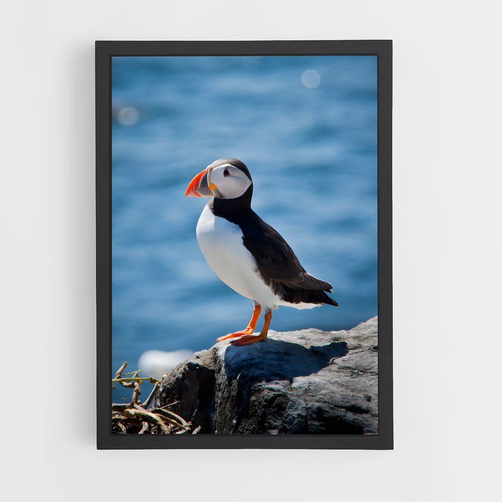 ap-puffin-7 cadre Noir