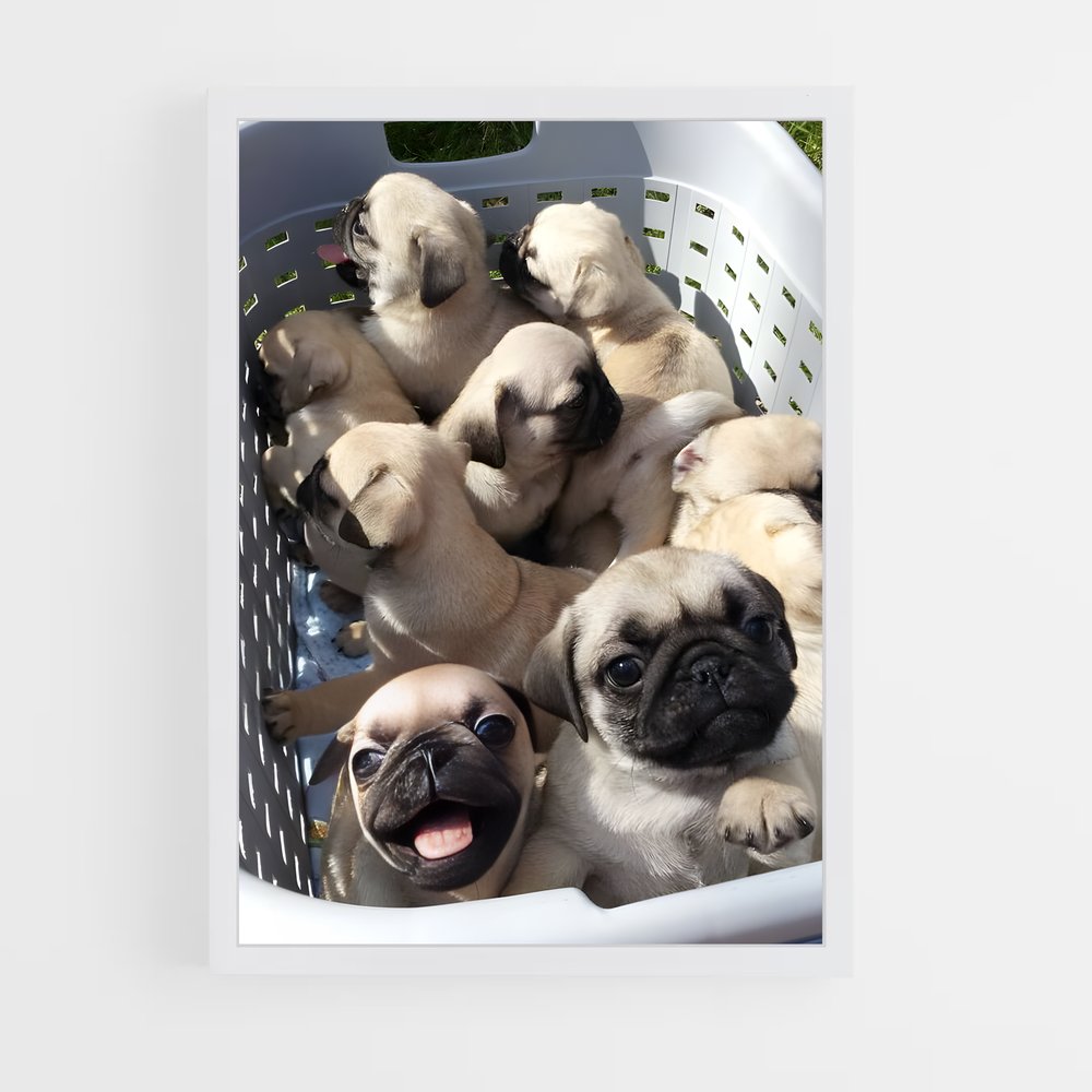 ap-pug-3 cadre Blanc