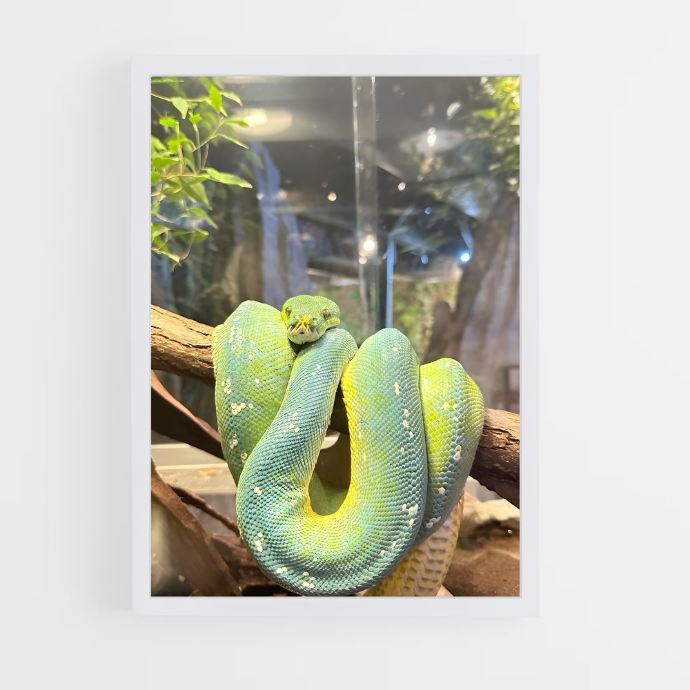 ap-python-4 cadre Blanc