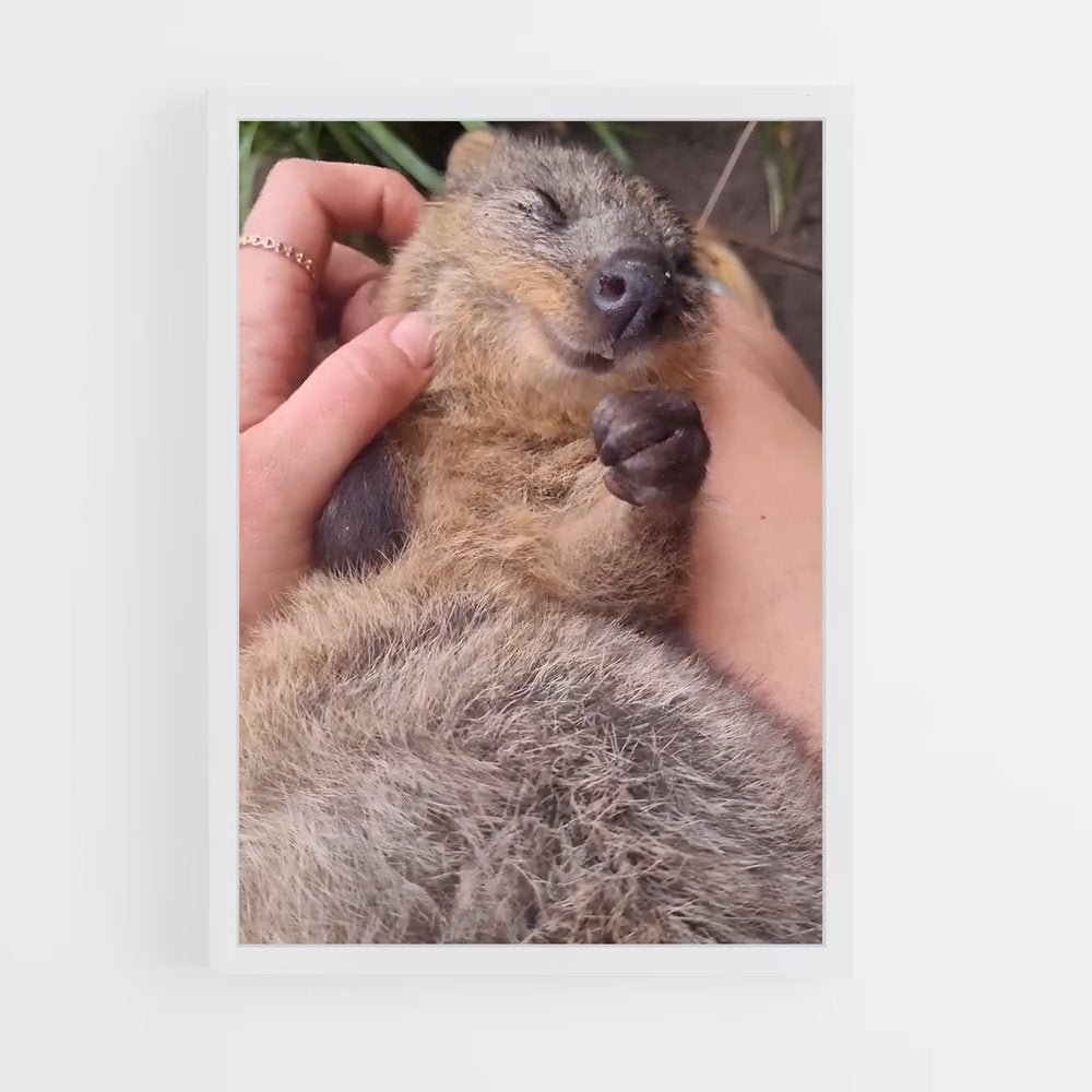 ap-quokka-2 cadre Blanc