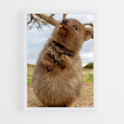 ap-quokka-3 cadre Blanc